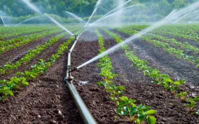 Le banche dati SIGRIAN e DANIA a supporto delle politiche per l’uso sostenibile dell’acqua in agricoltura e nel quadro di attuazione degli SDGs